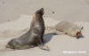 Kangaroo Island - Seals